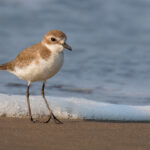 greater-sand-plover 2